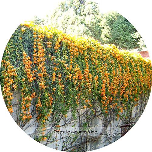 New Rare Chinese Orange Pyrostegia venusta Perennial Climbing Plant Seeds, Professional Pack, 5 Seeds / Pack, Very Beautiful Garden (B01M7RAIHU) Amazon Price History, Amazon Price Tracker