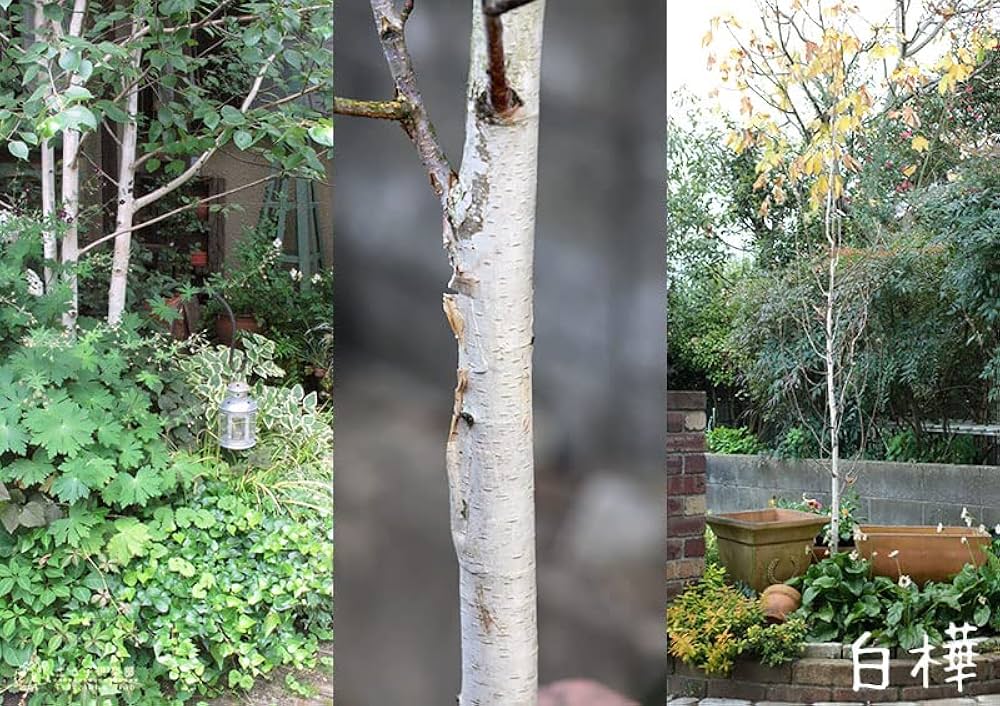 Amazon.co.jp: 白樺『ジャクモンティ』（シラカバ）10.5cmポット苗