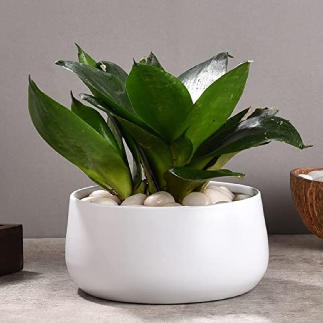 De Casa Decor Decorative White Handi Planter Without Stand for Home and Garden Use | Durable & Rust Free | Indoor & Outdoor Decor | Size H*D 7 * 14 Cm | Plants Not Included (White) (B0C8BDHR3H) Amazon Price History, Amazon Price Tracker