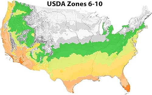 Miniatura 6 de Picturata Aucuba - 3 gal - Planta de sombra para exteriores - Aucuba Japonica 'Picturata' - 3 galones