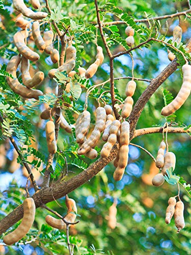 SWEET TAMARIND/MEATHI IMLI [GRAFTIED FRUIT PLANT OUTDOOR GARDEN LIVE TREE (B0CJP717D3) Amazon Price History, Amazon Price Tracker