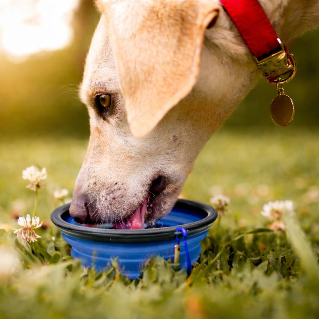 Cutie's PetBox Faltbarer Reise-Wasser- und Futternapf für Hunde und Katzen, 350 ml Volumen, volle Höhe 5,1 cm, Blau