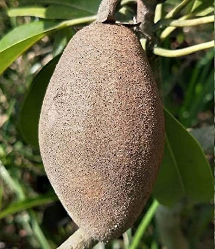 Image of Combo 2 Thai Long Variety Dwarf Chiku Plant Hybrid All Seasons + Kesar Mango Plant Grafted (Height-2-3 Feet) Dwarf Grafted Live Sapota Fruit Plant for Home Garden