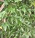 Jamaica YAMPI,Soft Yam Tuber, Real Yam Not Sweet Potato,Dioscorea trifida (1, LB)