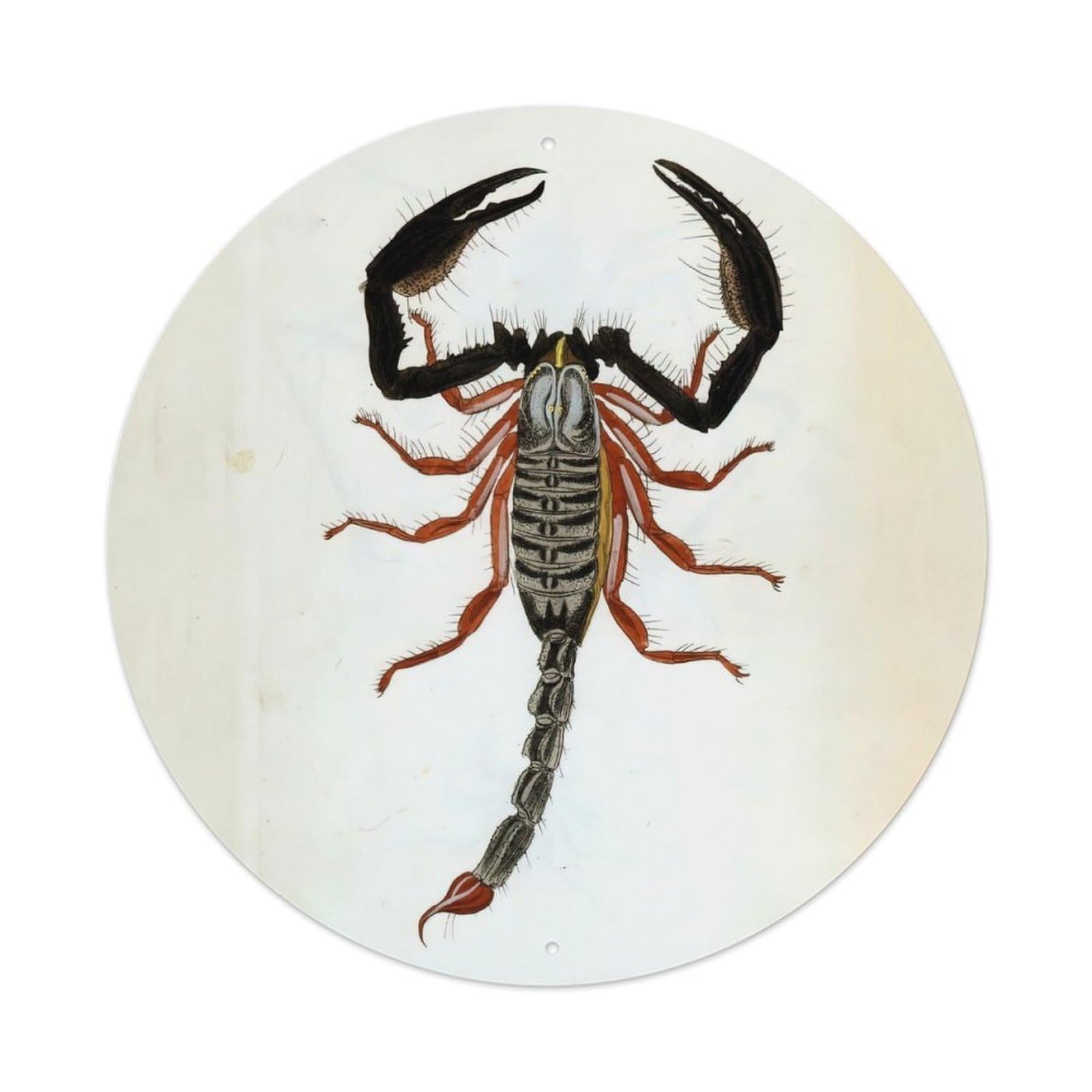 Vintage Animal Artwork Scorpion Vintage Metal Tin Sign Plaque Wall Decor for Cafe, Club Bar, Office, Garden Metal Poster 8x8Inch