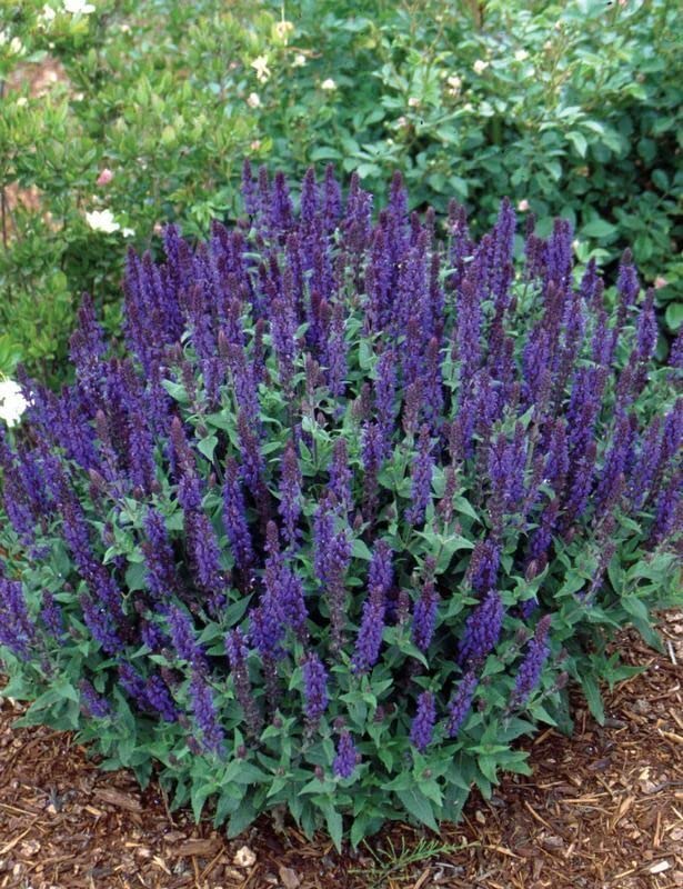 Buy4seeds 400 Seeds of Salvia Nemorosa (Violet Queen) Perennial Flower Plant Simple to Grow
