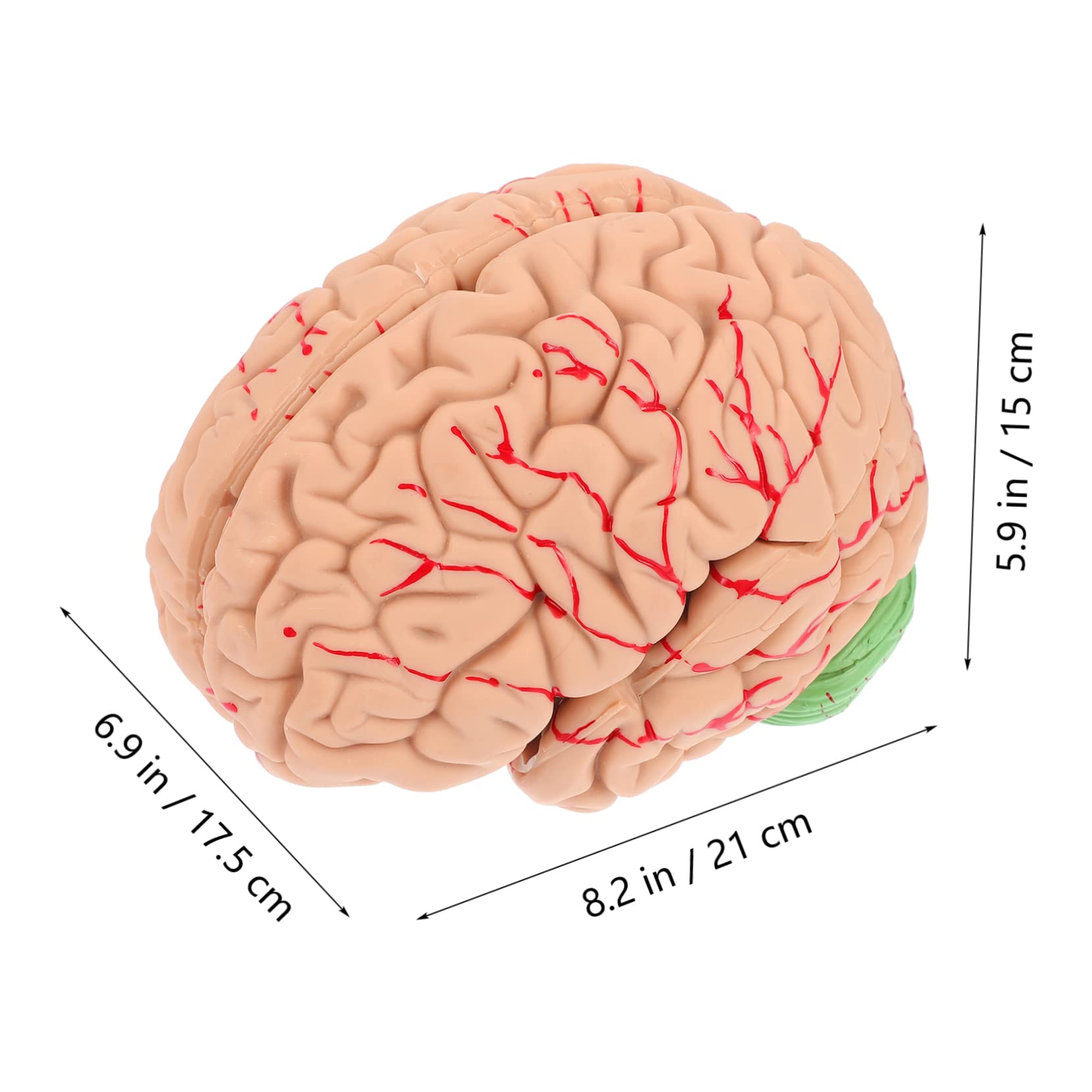 MAGICLULU Modelo Cerebral Anatómico Para Enseñanza Soporte Para Modelo De Cerebro Humano Diseño Para Uso Médico y Exhibición Aulas