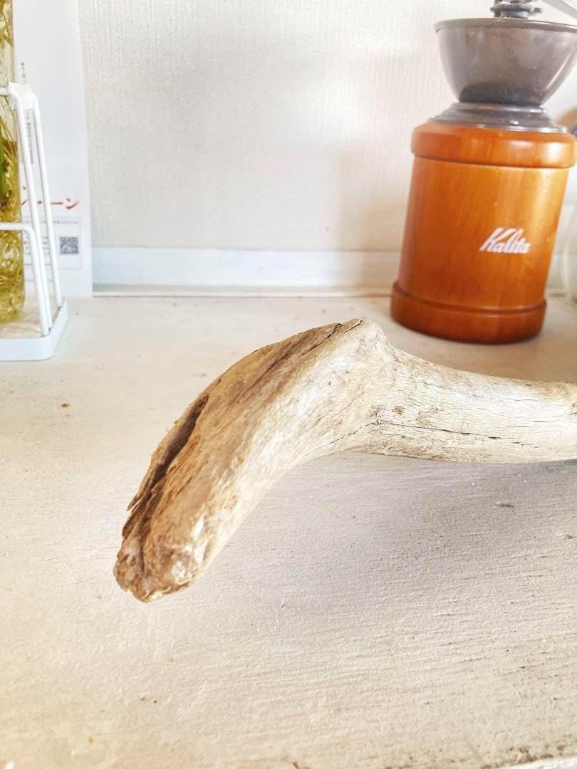 アクアリウム・パルダリウム向け ホーンウッド流木 約45cm 希少