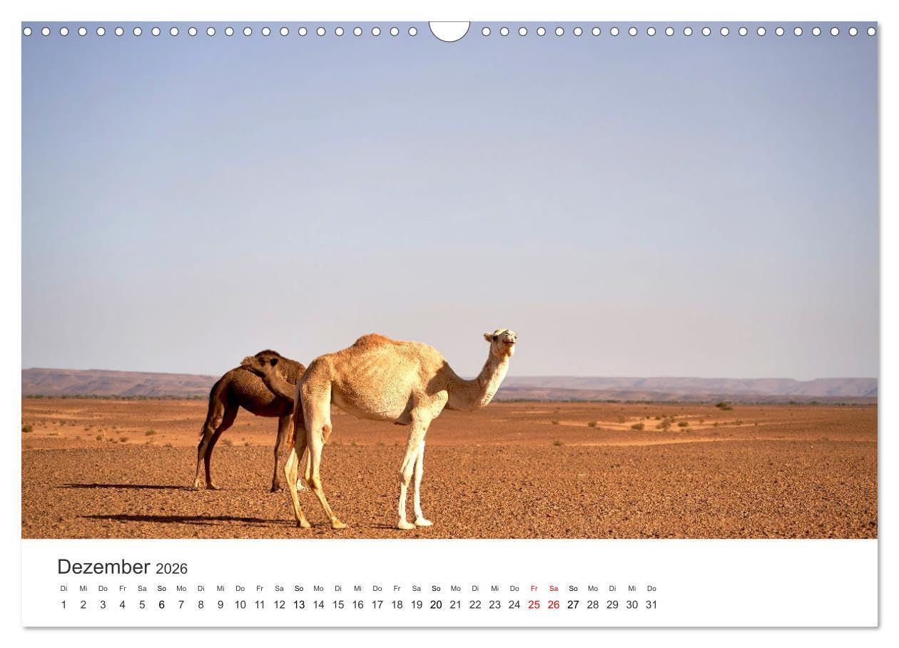 Kamele - die wahren Überlebenskünstler der Wüste. (Wandkalender 2026 DIN A3 quer), CALVENDO Monatskalender: Die geheimnissvollen Tiere der Wüste. (CALVENDO Orte)