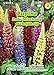 Produktbild Lupinus nanus, Lupine, Lulu Mischung niedrig N.L.Chrestensen Samen 551181-B