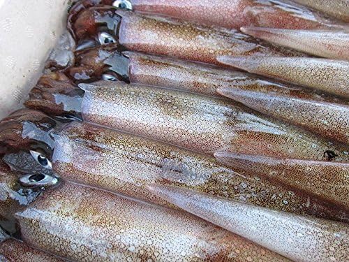 Amazon 子持ち ヤリイカ40尾位で4kg お刺身用 活または活冷凍 Asksanin 鮮魚 通販