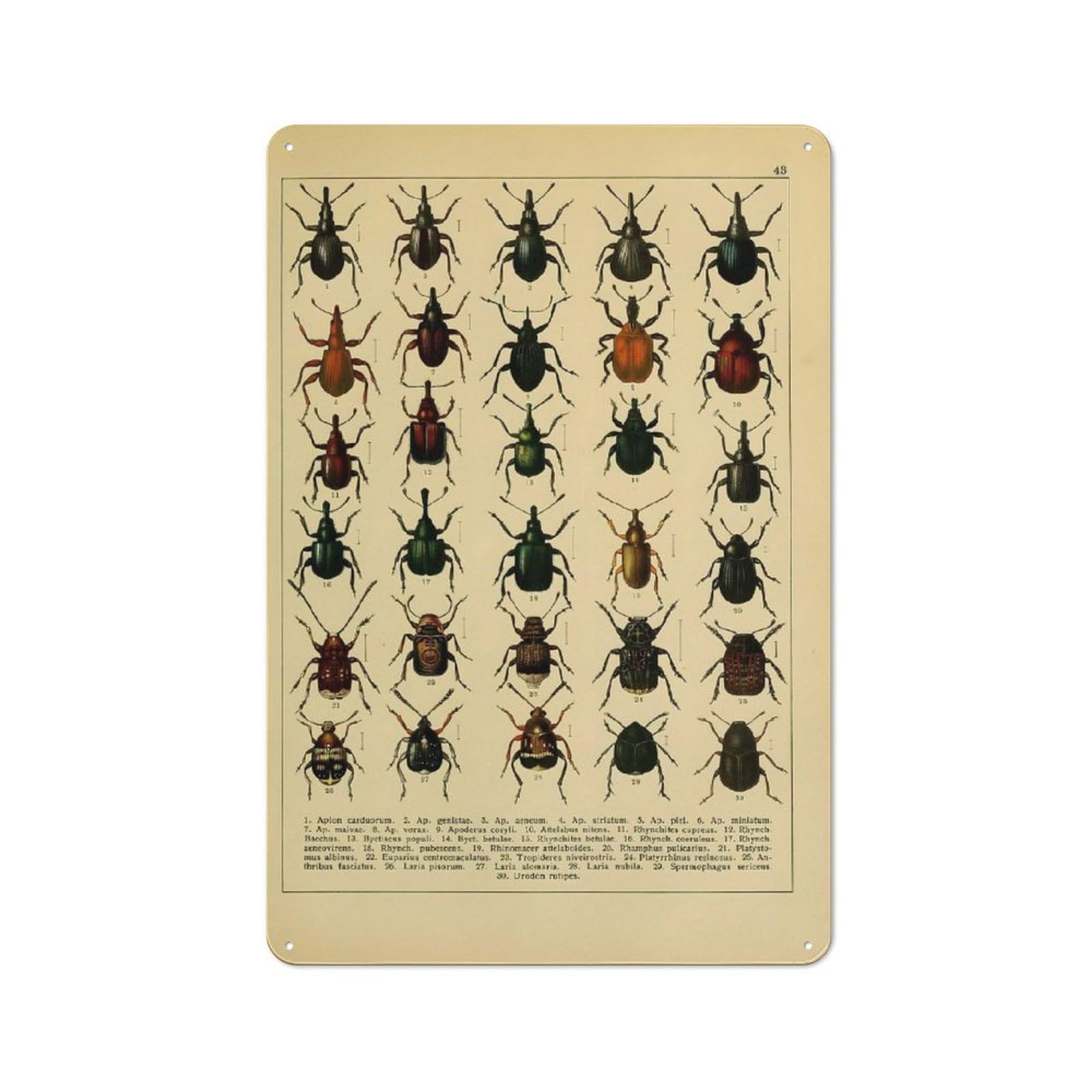 Vintage Insect Warehouse Style Metal Wall Decor 30x20cm, Metal Wall Sign for Workspace, Cafe, Hallway Or Garage