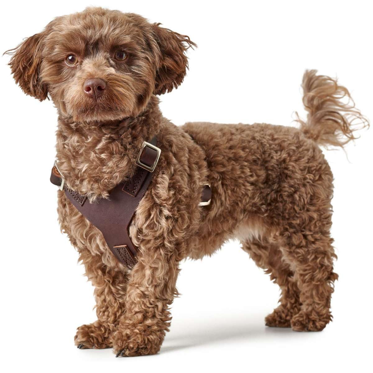 Hunter arnés para Perros, Color: marrón Oscuro, Cuero de Vaca, Ajustable, con Hebillas de plástico, diseño Limpio, Made in Germany, Tamaño: S-M/1