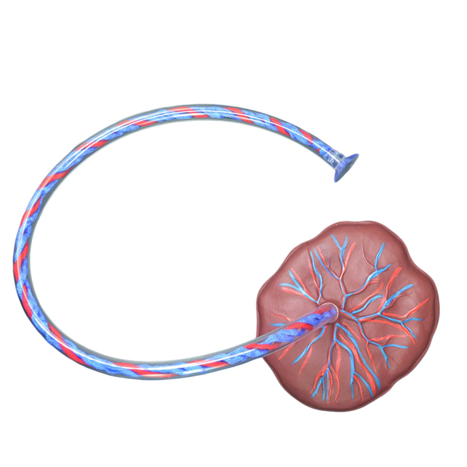 YRQMGSF Umbilical Cord and Placenta Model Placenta Umbilical Cord Anatomy Model for Obstetrics and Gynecology Teaching Tools
