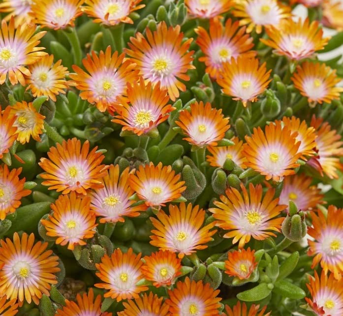 Delosperma Suntropic™ Orange Plug Plants Pack x6