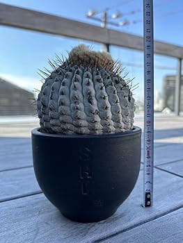 Amazon.co.jp: 管理5年 孤竜丸 コピアポア コルムナアルバ 黒