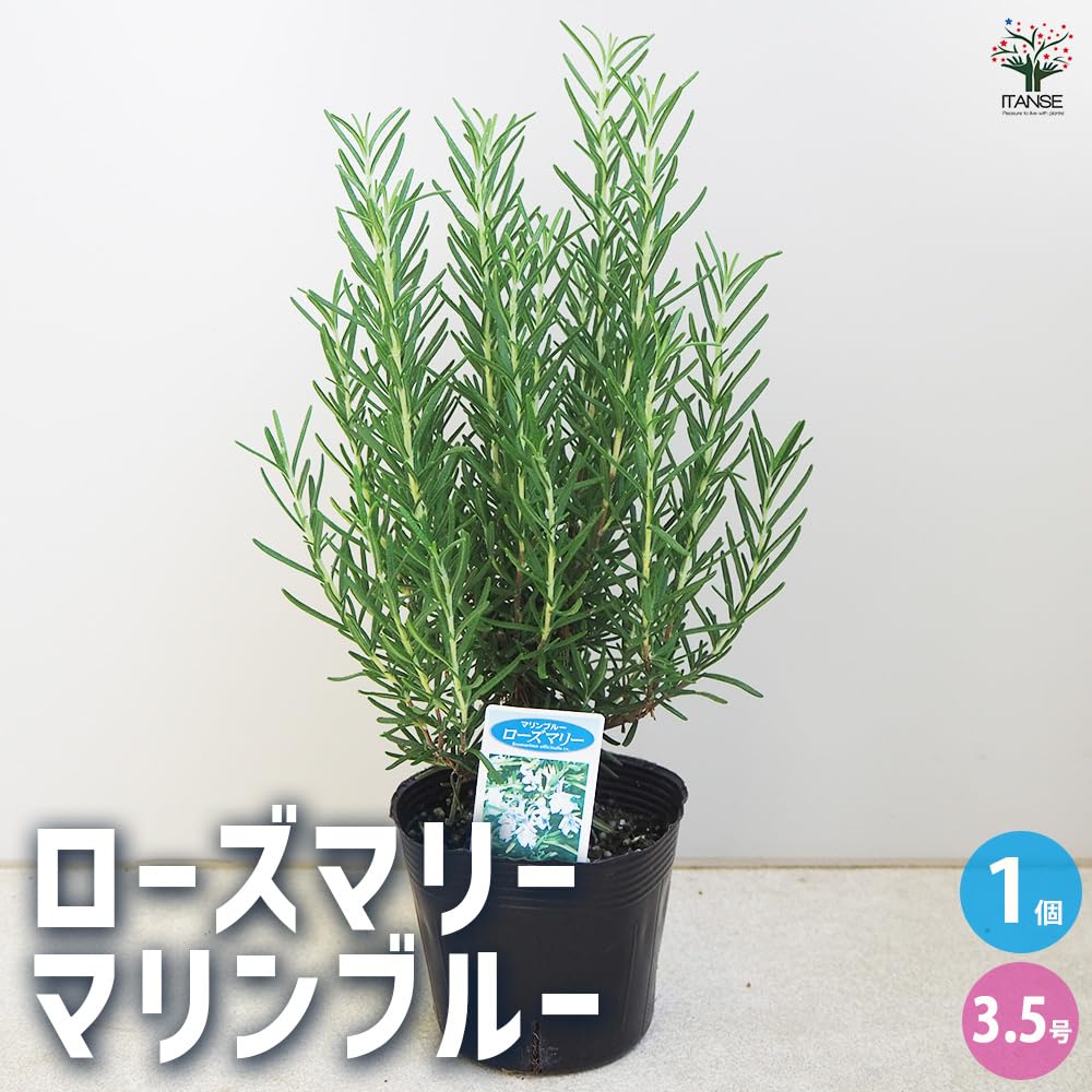 Amazon.co.jp: ITANSE ローズマリー マリンブルー 3.5～4号 1個