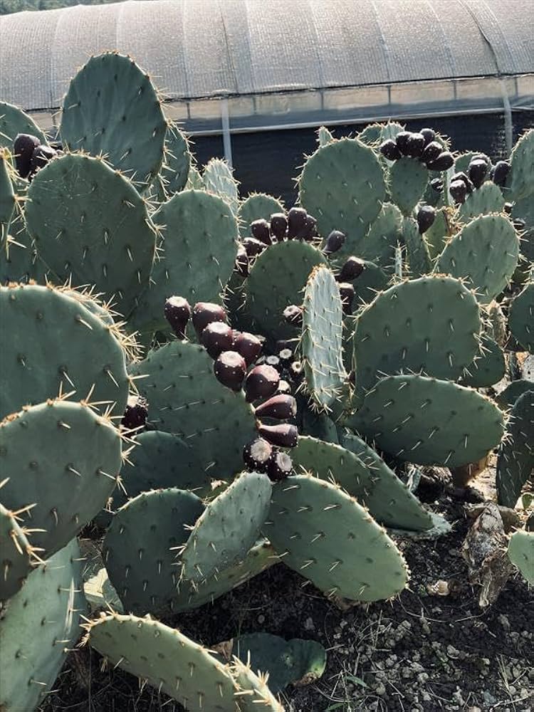 Amazon｜ウチワサボテン：オプンチア 大丸盆*カット苗｜観葉植物