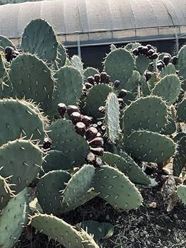 fuuhaa0228 様、確認用！ 大丸盆、ウチワサボテン、5枚、 大丸盆、ウチワサボテン、5枚、 - メルカリ