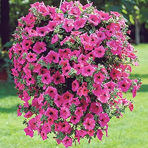 Welldales 50 Rose Pink Petunia Seeds Cover