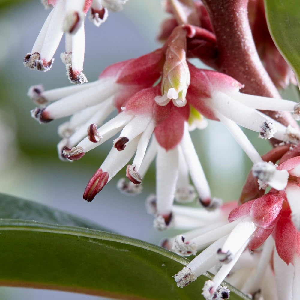 Sarcococca hookeriana 'Winter Gem' - Fragrant Evergreen Shrub for Winter Borders - White Blooms, Red to Black Berries - Easy to Grow - 59" Height - 1x 7.5 Litre Potted Plant by Thompson & Morgan