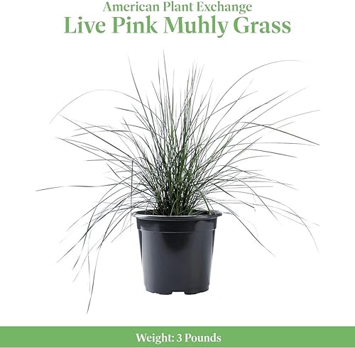 Miniatura 9 de American Plant Exchange Muhly - Plantas de hierba ornamental vivas para interiores y exteriores, maceta de 10 pulgadas, con flores rosas