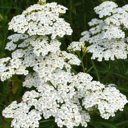 Yarrow Seeds Ã¢â‚¬â€œ Resilient, Aromatic Plants, 