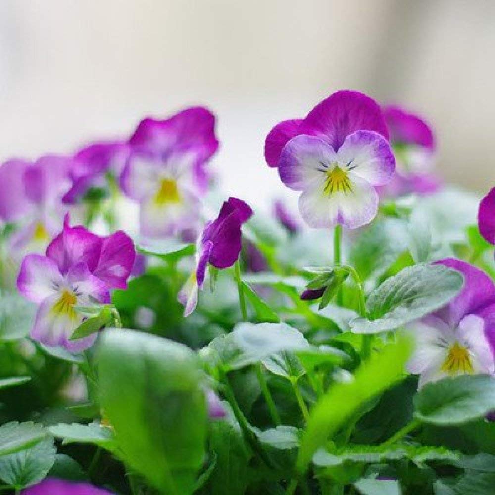Pansy Flower Seeds, Cat Face Pansies, Indoor Balcony Colorful Flowers Seeds Potted with Fertilizer - 100 Pcs