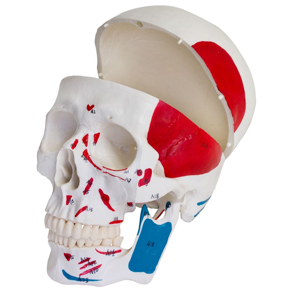 Anatomie Modell Skelett mit Knochen Körper Mensch Muskeln Medizin Skeleton Menschliches Skelett Lebensgroß 175 cm mit Ständer Menschen Körper Lehrmodelle MedMod