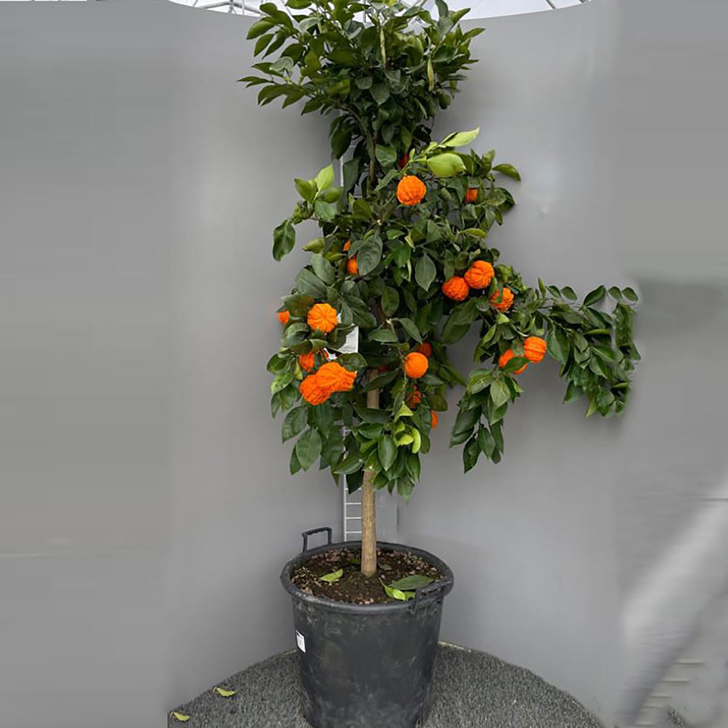 Pianta Di Arancio Vaniglia SAVINI VIVAI - Albero Agrumi 100-120 Cm, Innesto Italiano, Senza Semi - Foto 5