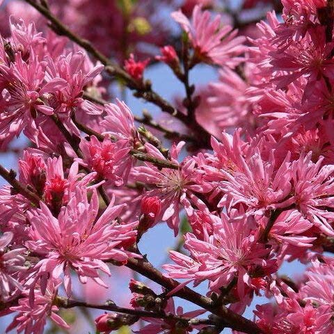 Amazon | 花桃 苗 【菊桃 京舞妓】 ポット苗 | 花 Amazon | 花桃 苗 【菊桃 京舞妓】 ポット苗 | 花