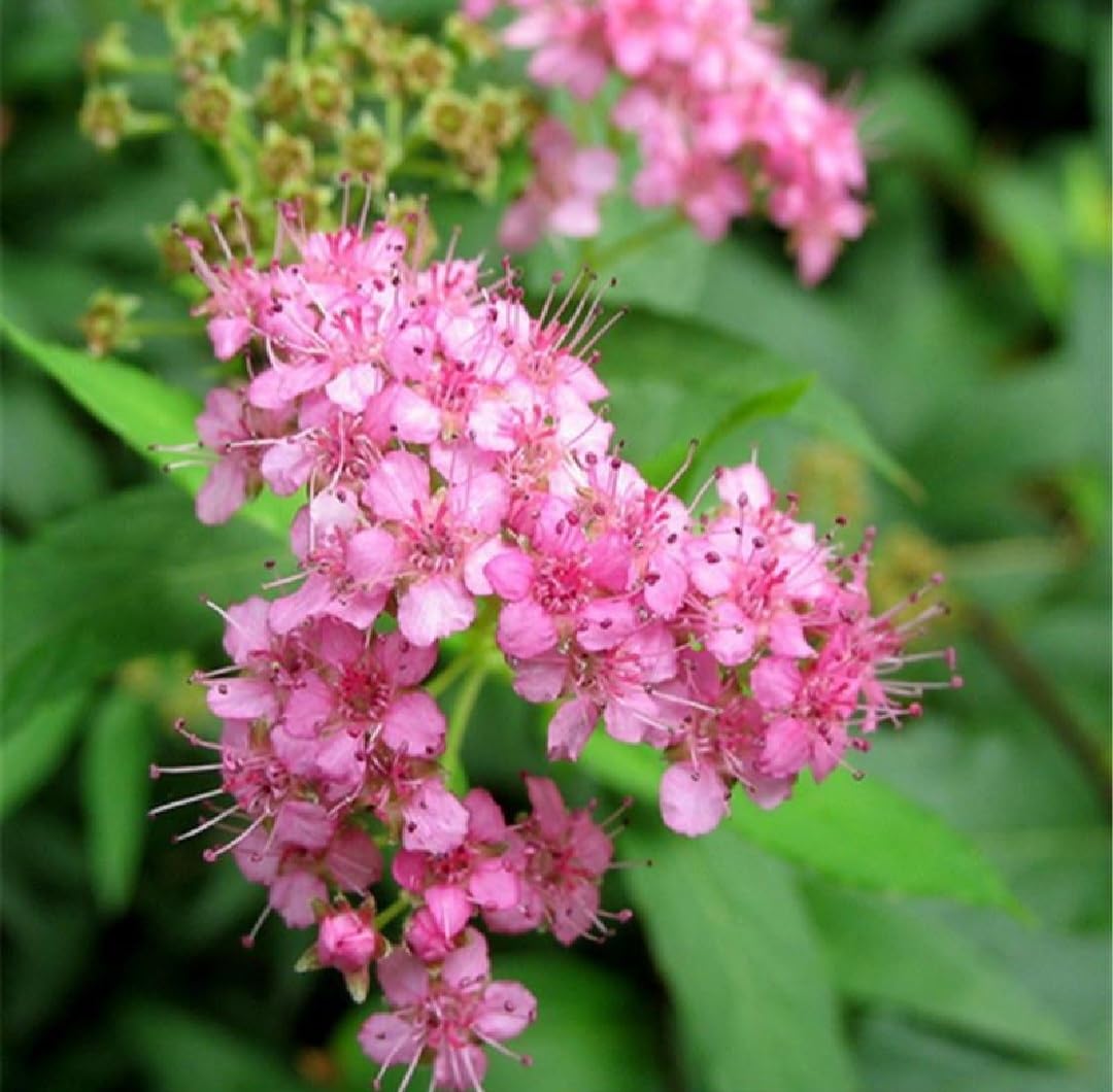 Amazon.com : 220 Meadowsweet Seeds Mix Japanese Spirea Reeves