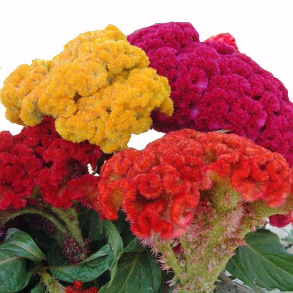 PLANTOGALLERY Flower Seeds |Cockscomb Mixed Color Flower Seeds For Home Gardening (20 Seeds Pack) (B09B2MJBQX) Amazon Price History, Amazon Price Tracker