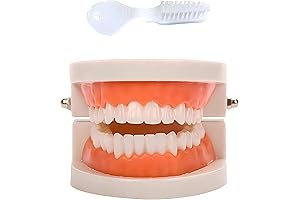 Standard Teeth Model: The Ultimate Dental Teaching Tool