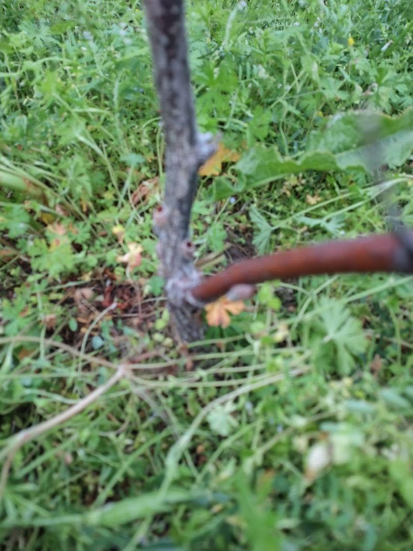 リンゴナツメ苗 シロイ月です。リンゴナツメ 5年生苗 シロイ月です