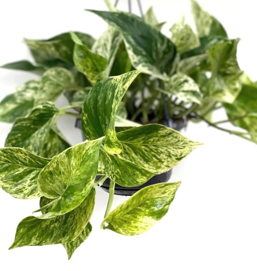 Devils Ivy - Pothos Marble Queen Epipremnum aureum Live Plant in 12cm Pot