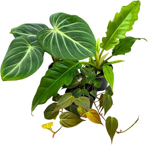 BubbleBlooms Philodendron Surtido de Macetas de 4 pulgadas, Juego de 3, Plantas de Interior Grower's Choice Variedad