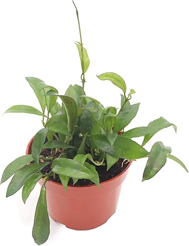 Hoya Carnosa - 6" de California Tropicals