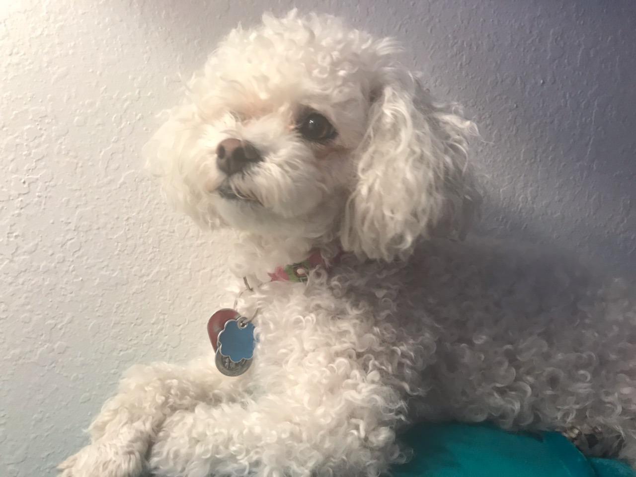 The Beatles Final Contest