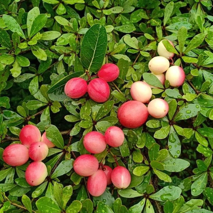 See full amazon price history chart for Carissa Carandas/Coromcha Healthy Hybrid Original Red Variety Live Plant Carissa Carandas/Coromcha Healthy Hybrid Original Red Variety Live Plant (B0DBFB28ZG) Amazon Price History, Amazon Price Tracker