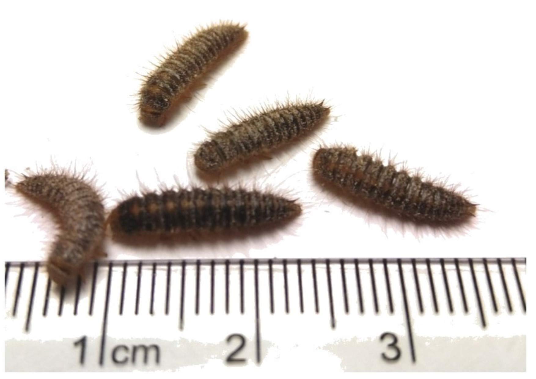 The Mealworm Company LIVEFOODS DIRECT DERMESTES 500 Live Dermestes Larvae (Fuzzies) Larder, Coffin beetle larvae NEXT DAY DELIVERY IF ORDERED BEFORE 12 NOON.