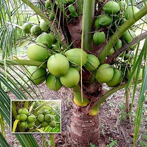 Greenursery High Yielding Hybrid Coconut - Dwarf Rare Kerala Tree Plants For Home Garden Indoor (1 Live Garden Tree) (Green) (B0CRH8SYDR) Amazon Price History, Amazon Price Tracker