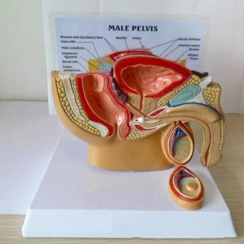 Modèle De Section du Bassin Masculin Modèle D'Anatomie Humaine De La Prostate Modèle De Système Urinaire Outil D'Enseignement Médical Fournitures De Laboratoire Ressources