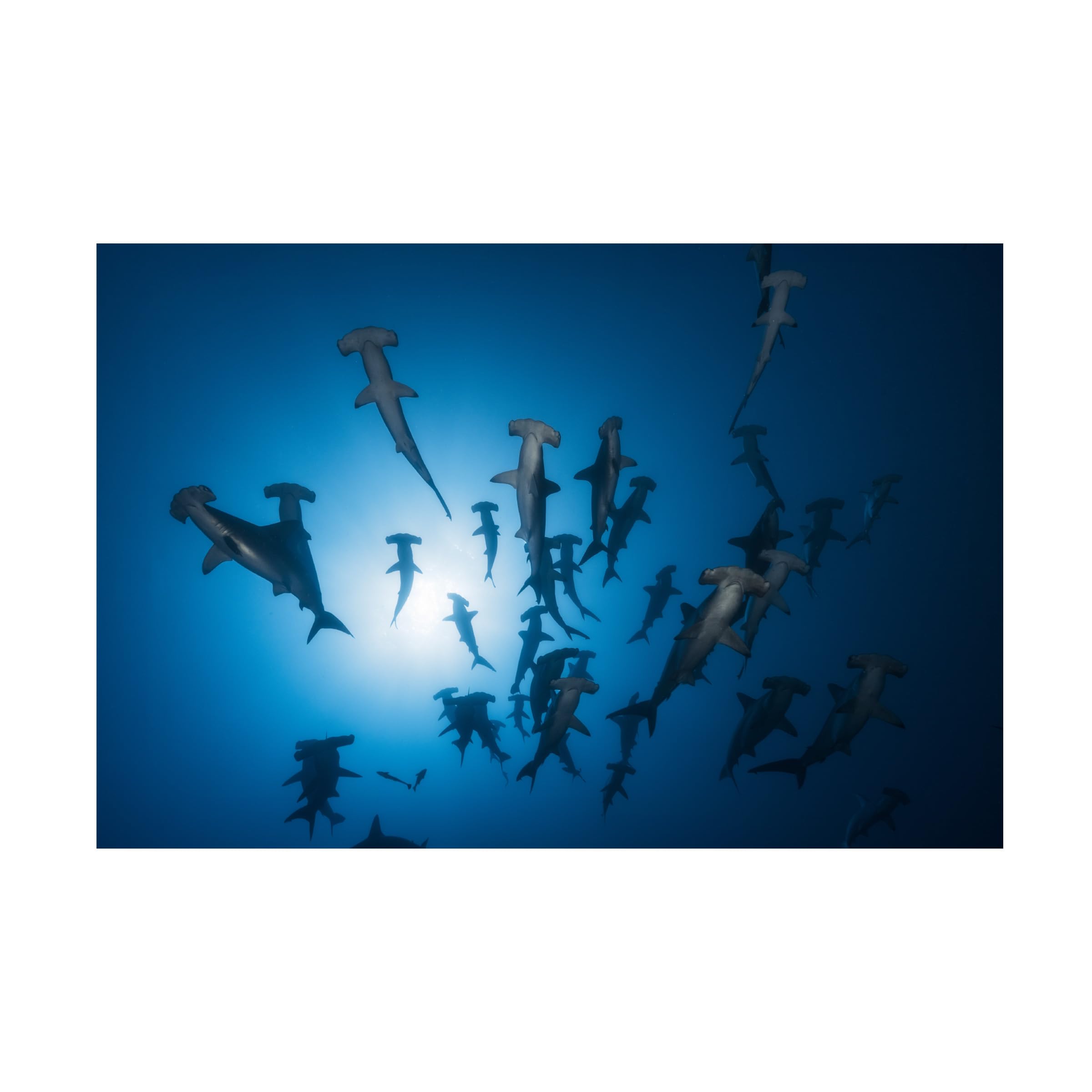 Trademark Fine Art Canvas Wall Art - Barathieu Gabriel Hammerhead Shark - Underwater Photography Wall Art for Living