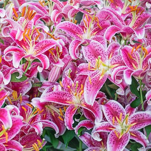 LILy N organic Plenium LILy N organic Plenium Nearly Natural 18.25