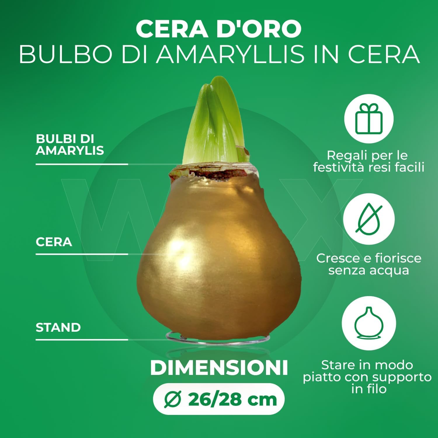 Bulbi di Amaryllis Cera Oro - 2 Bulbi Fiori in Grande Formato 26/28