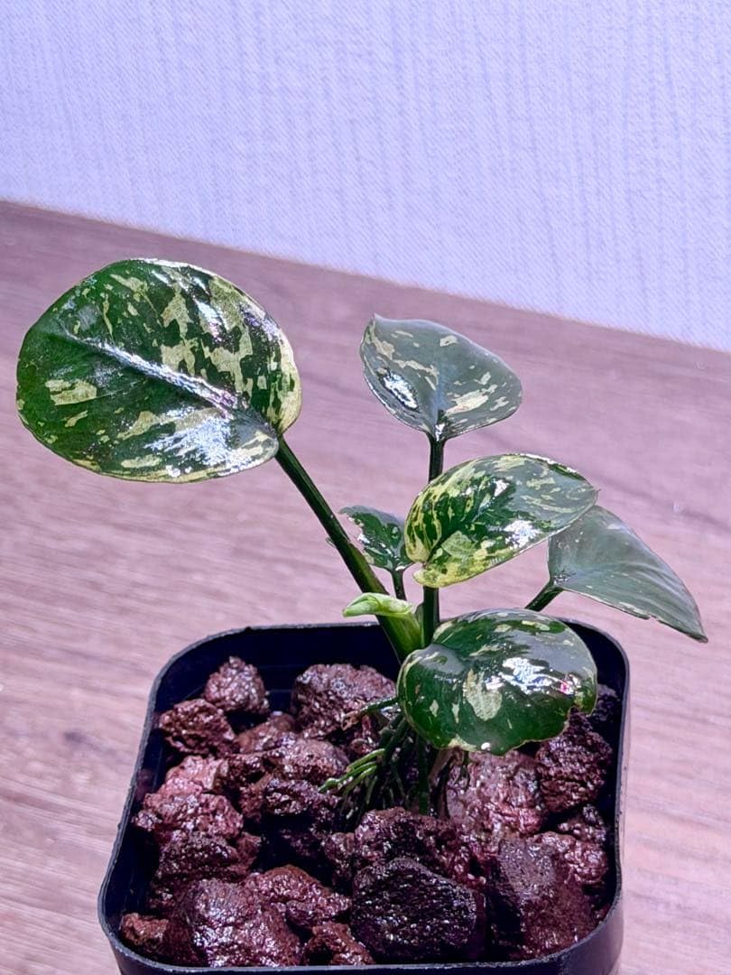 Amazon.co.jp: アヌビアス・ナナ 斑入りキング Anubias nana Variegata