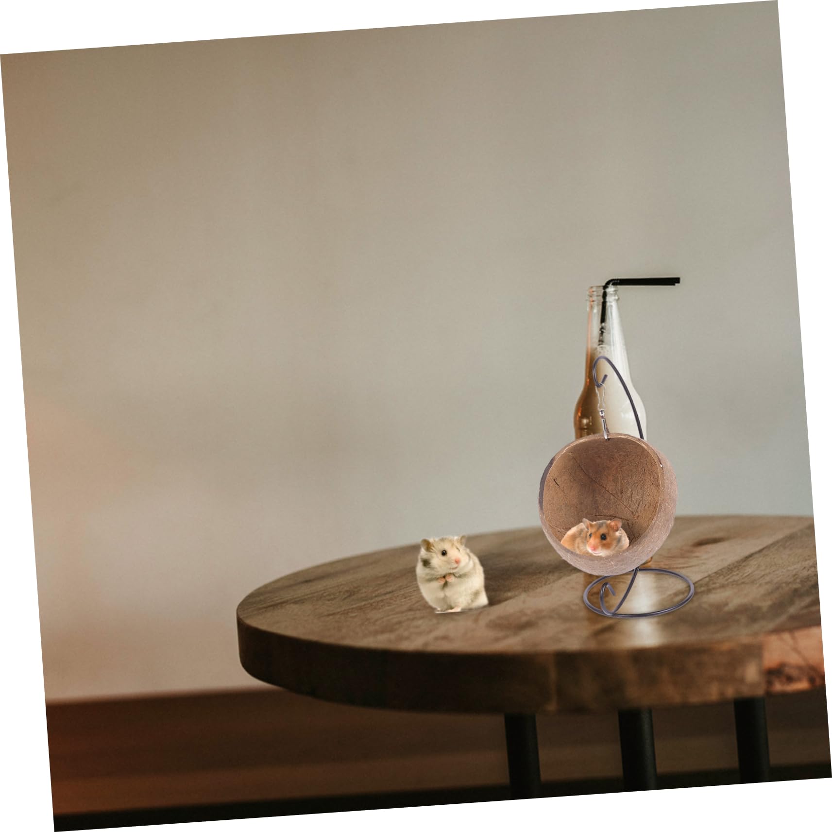 DOITOOL 2stücke Hängendes Hamsterbett Aus Kokosnuss Für Kleintiere Spielzeug Und Schlafnest Für Hamster Meerschweinchen Und Rennmäuse Dekorativ Und Gemütlich Sorgt Für Entspannung