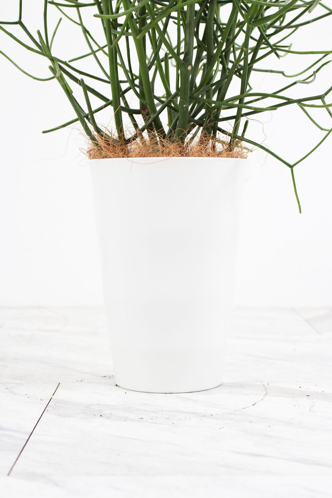 Amazon｜ミルクブッシュ 6号 受け皿付 【観葉植物 本物 ユーフォルビア