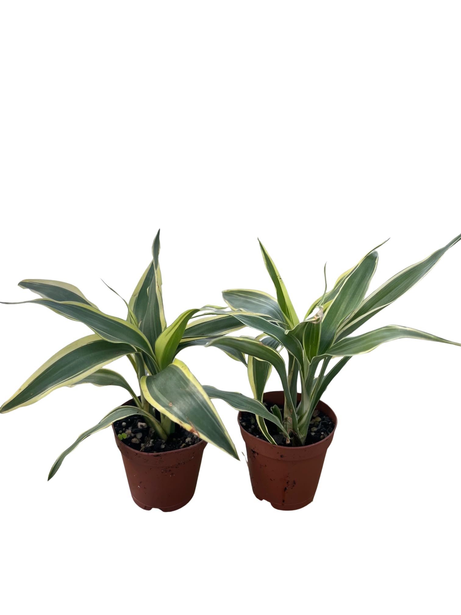 Amazon.com : White Edged Lucky Bamboo Plant - Dracaena sanderiana